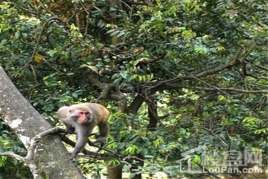 旗山领秀配套图