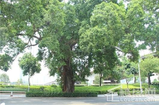 三盛滨江国际配套图