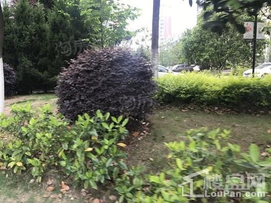 翡翠花园芳岛墅实景图