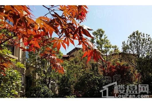 海尔双湖壹号公馆实景图