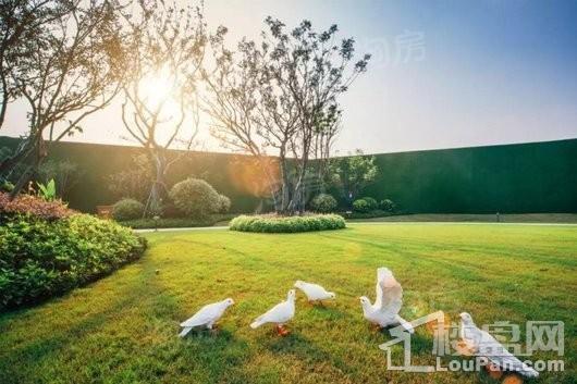 融创中南御园实景图