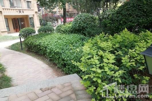 智诚·御河骏景D区实景图