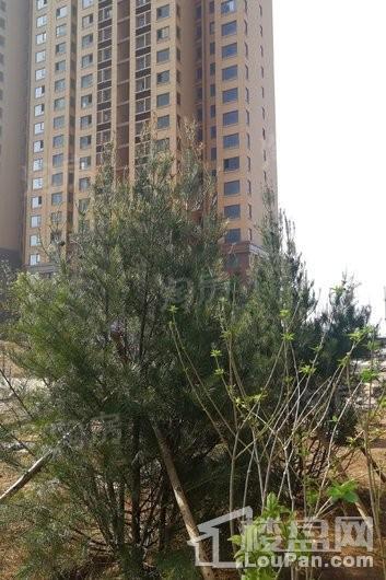晨煜·唐槐园实景图