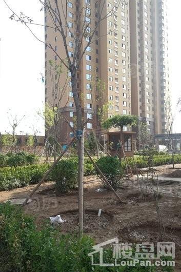 晨煜·唐槐园实景图