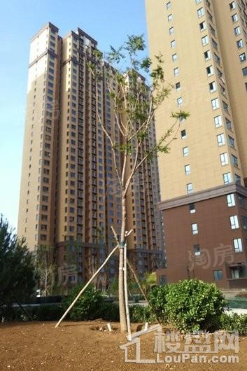 晨煜·唐槐园实景图