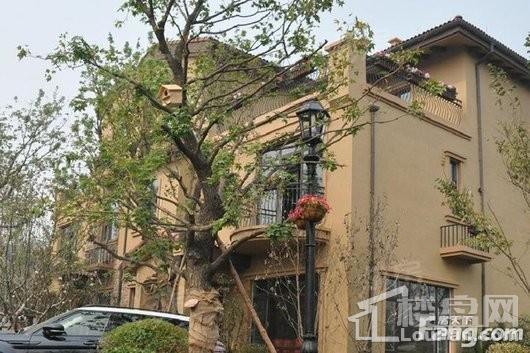 碧桂园凤凰城实景图