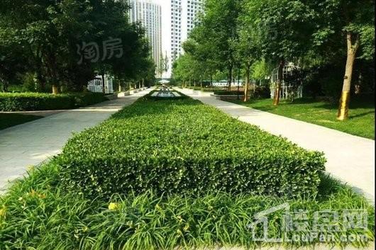 高远森林城实景图