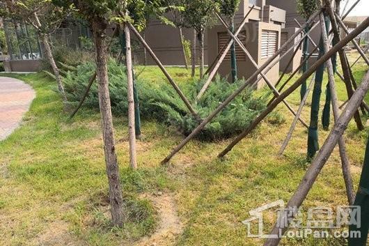 祥云·岸芷汀兰实景图