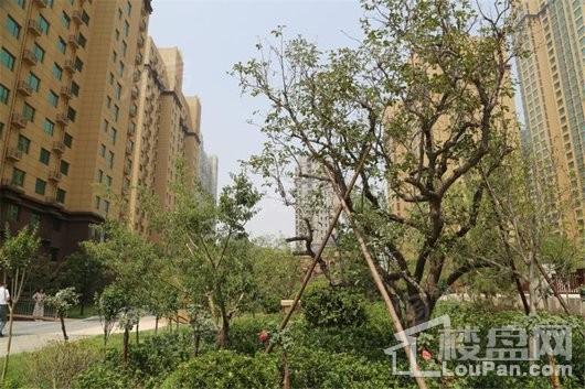 盛紫中央公园实景图