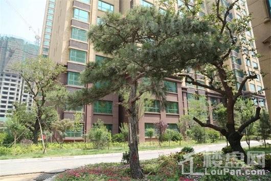 盛紫中央公园实景图