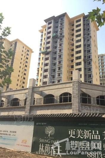 林荫春天实景图