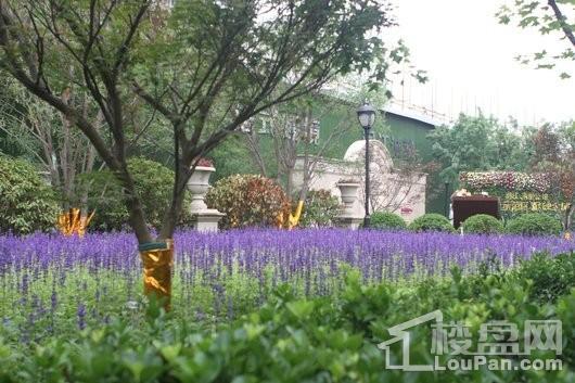 润江翡丽公馆实景图