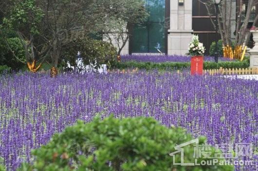 润江翡丽公馆实景图
