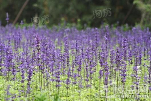 润江翡丽公馆实景图