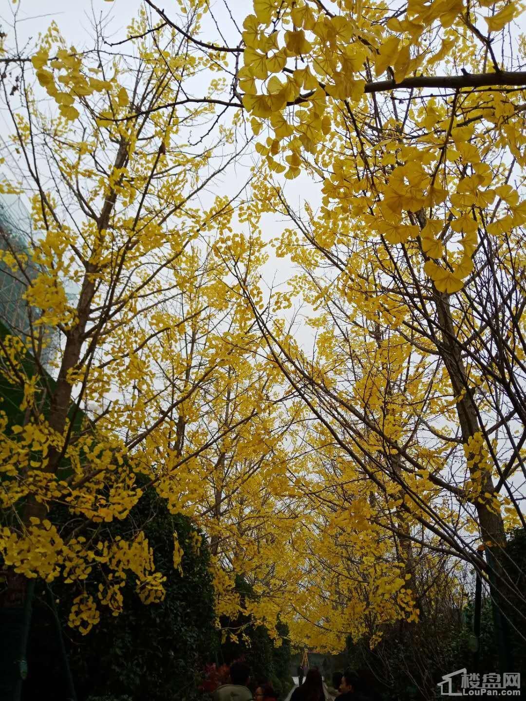 三金广陵铭著实景图