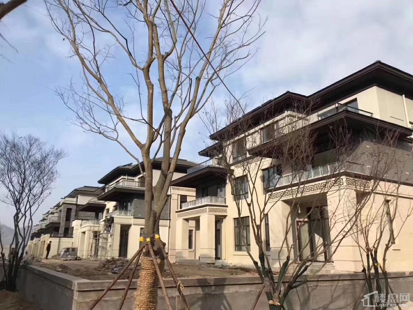 金科桃花源实景图