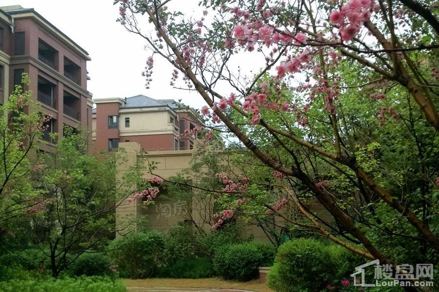 保利白沙林语实景图