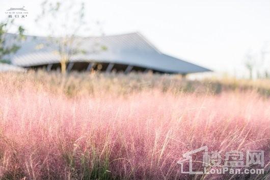 雁归来院实景图