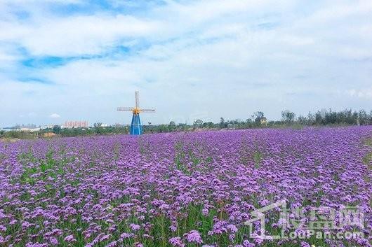 祥源花世界实景图