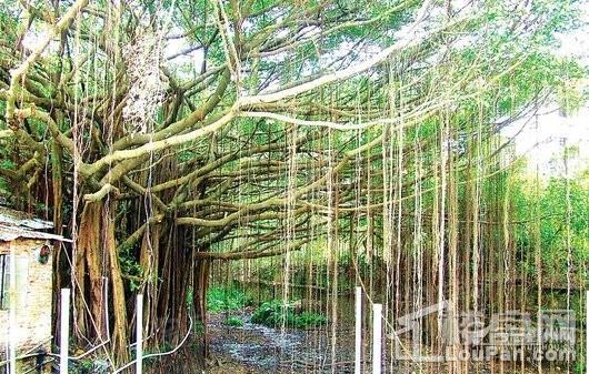 融创海湾半岛配套图