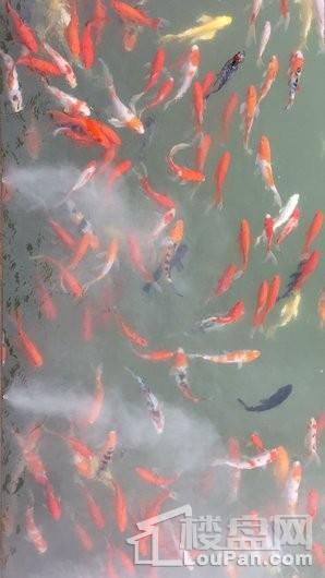 旭辉·公园府实景图