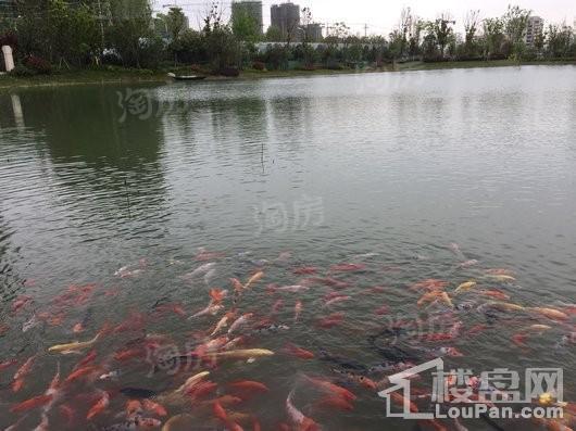 旭辉·公园府实景图