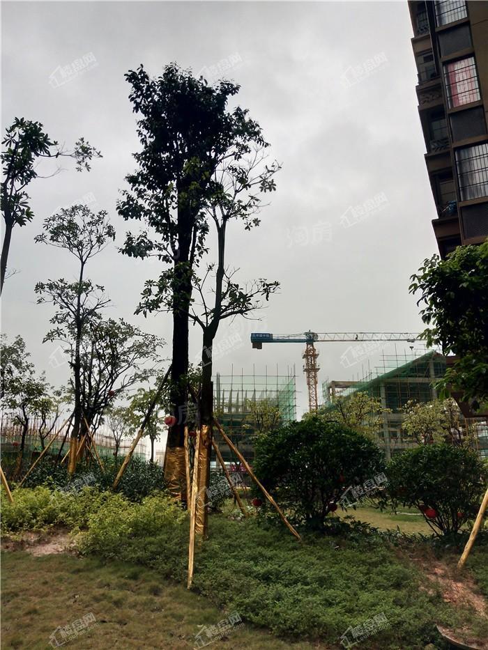 金悦澜湾实景图