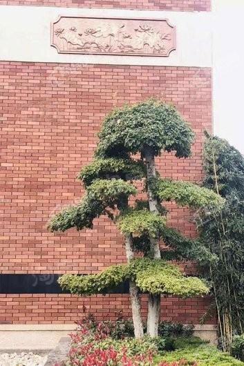 山语墅实景图
