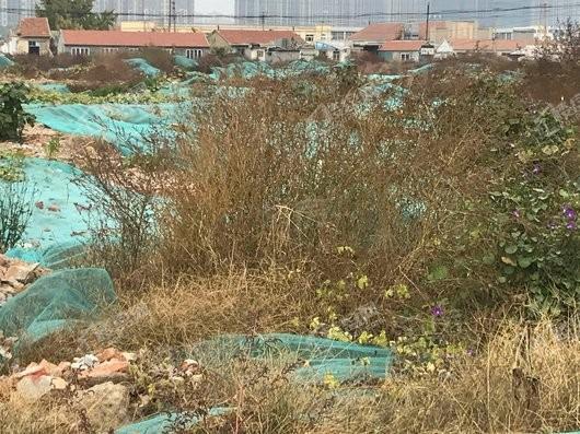 楮佳疃花园实景图
