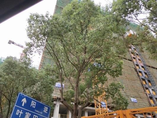 红星天铂实景图