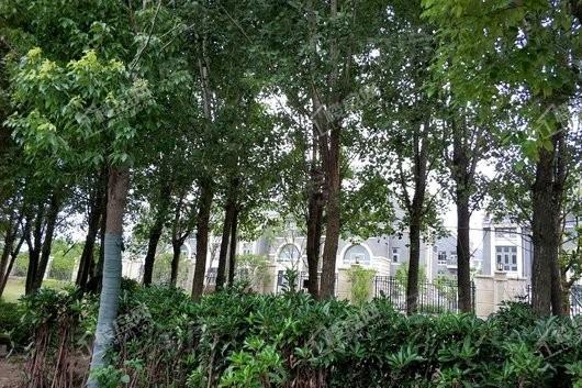 运河名墅实景图