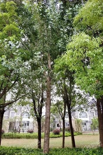 运河名墅实景图
