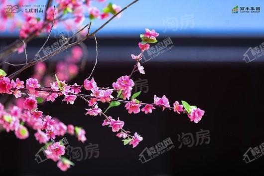 丽丰璞羽山实景图