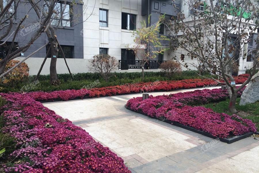 金地旭辉九韵风华实景图
