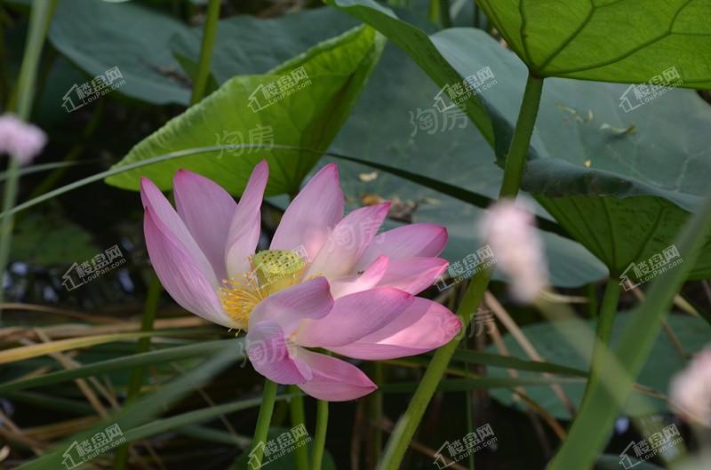 清河半岛别墅实景图