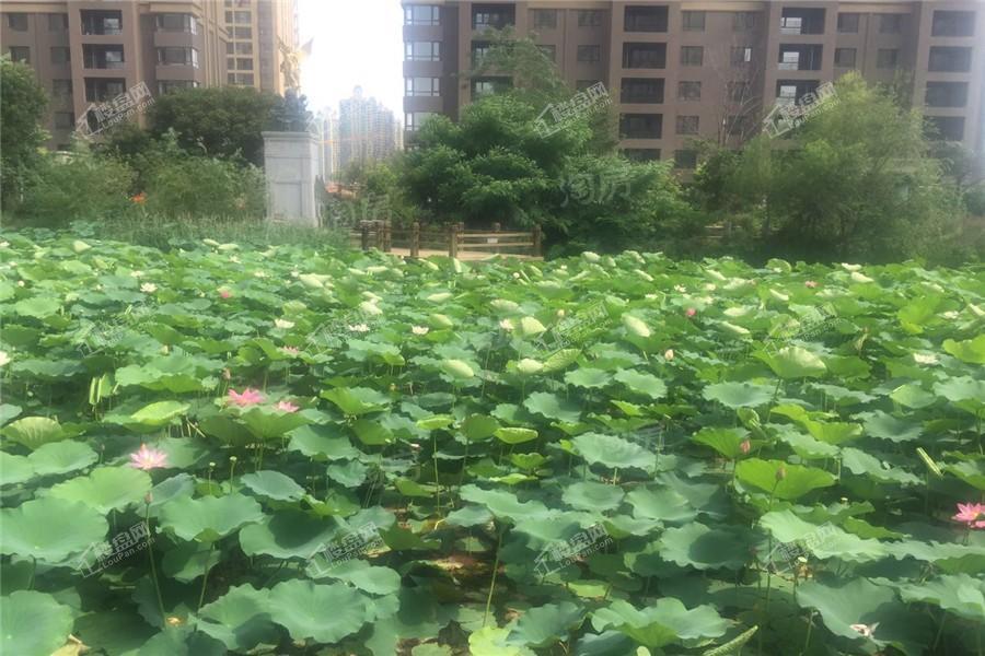 华府丹郡实景图