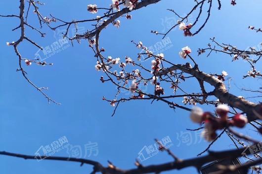金科天籁城实景图