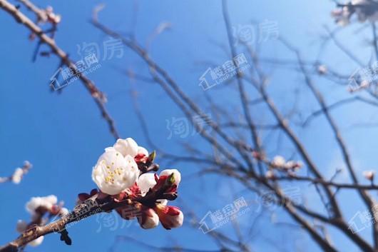 金科天籁城实景图