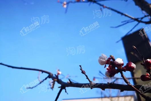金科天籁城实景图
