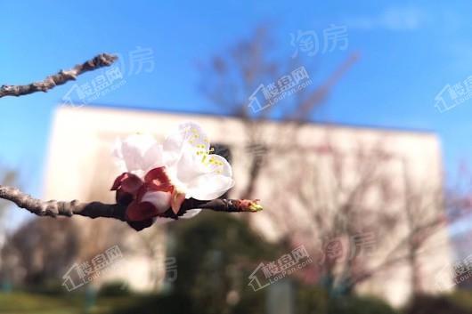 金科天籁城实景图
