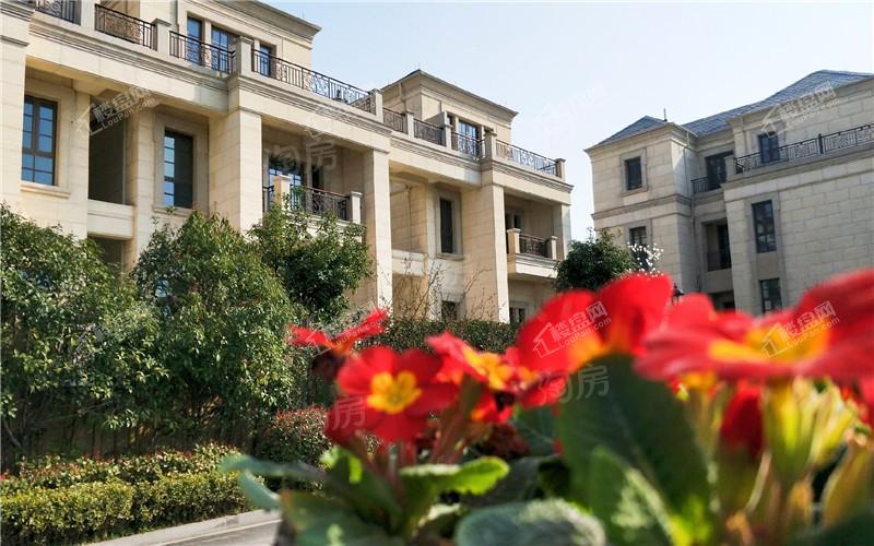 蓝天玫瑰园实景图