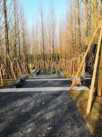 万科森林公园实景图