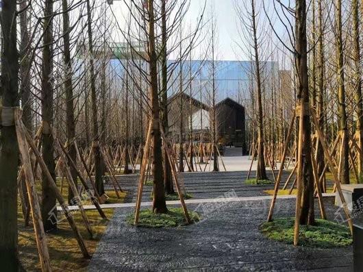 万科森林公园实景图