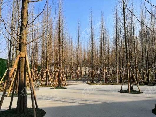 万科森林公园实景图