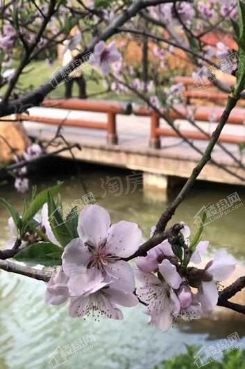 星河湾5号园实景图