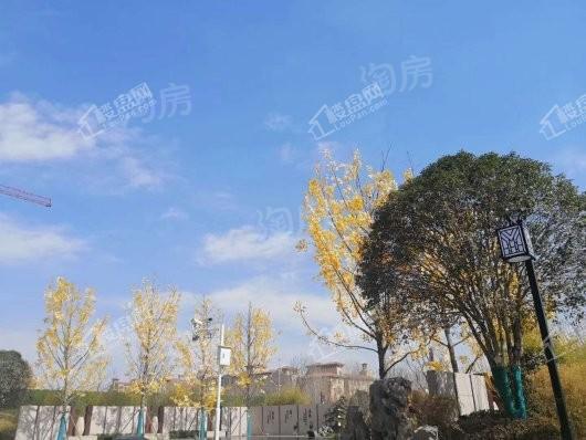国控碧桂园天澜实景图