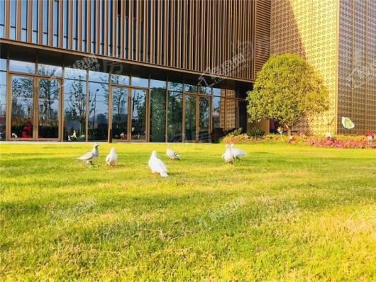 融侨·天越实景图