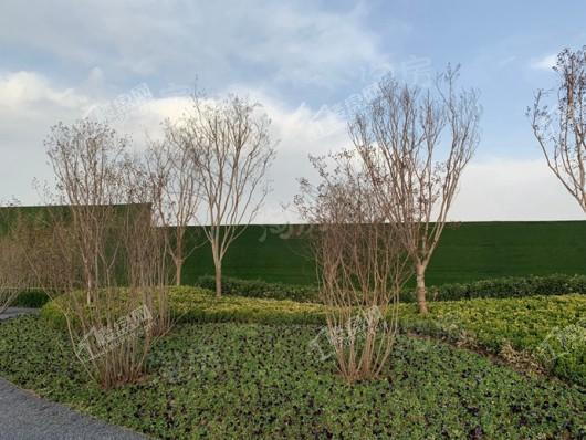 金辉中央云著实景图