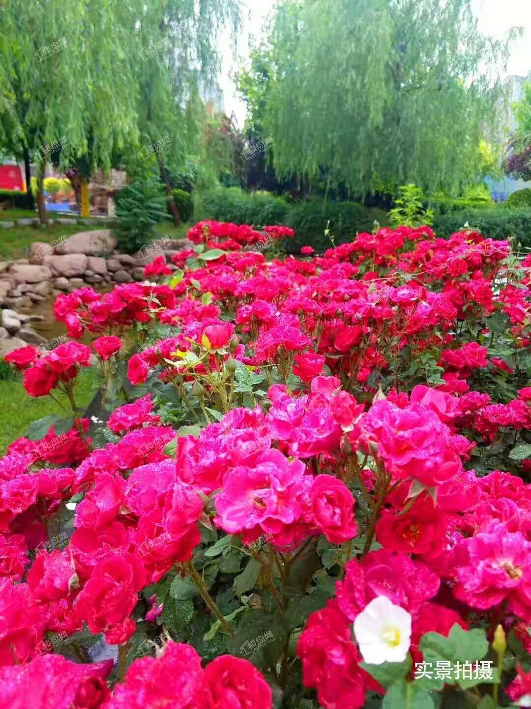 帝华御锦苑实景图