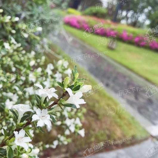 文一泰禾·合肥院子实景图